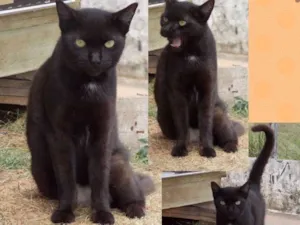 Gato raça Srd idade 7 a 11 meses nome Flora