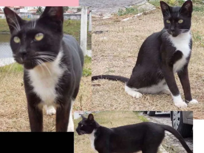Gato raça Srd idade 7 a 11 meses nome Lils