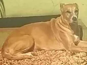 Cachorro raça SRD grande porte idade 6 ou mais anos nome Milka