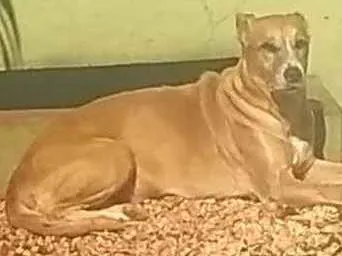 Cachorro ra a SRD grande porte idade 6 ou mais anos nome Milka