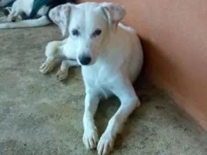 Cachorro raça SRD idade 2 anos nome Branquinho