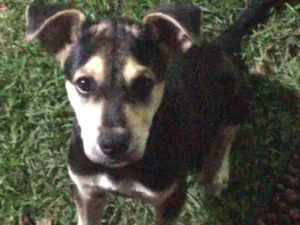 Cachorro raça Indefinida idade 2 a 6 meses nome Rex Só Love 
