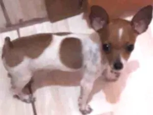 Cachorro raça Pinscher idade 2 anos nome Nicki