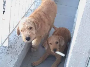 Cachorro raça Sem raça definida idade 2 a 6 meses nome Tobby e kyra