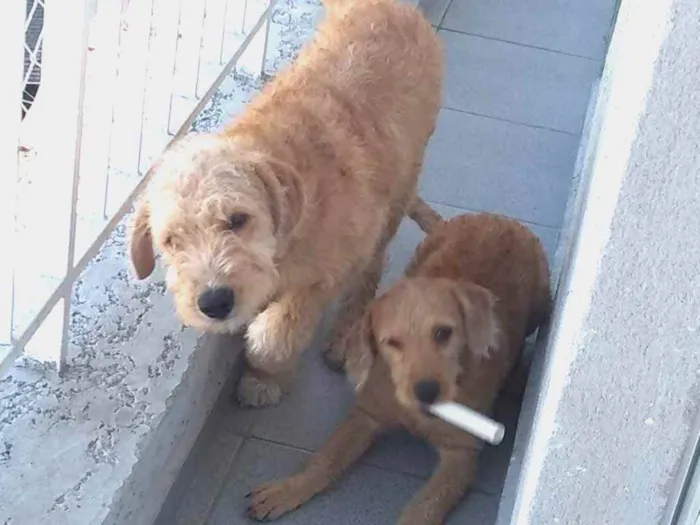 Cachorro raça Sem raça definida idade 2 a 6 meses nome Tobby e kyra