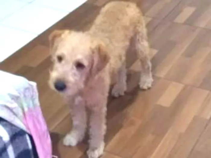 Cachorro raça Sem raça definida idade 2 a 6 meses nome Tobby e kyra