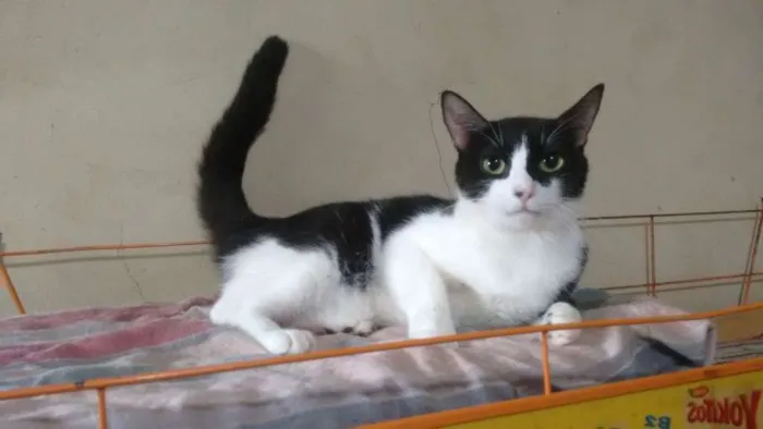 Gato raça Srd idade 1 ano nome Fêmea