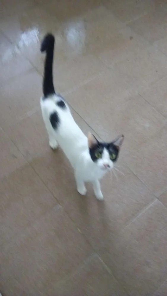 Gato ra a Srd idade 1 ano nome Fêmea