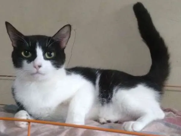 Gato raça Srd idade 1 ano nome Fêmea