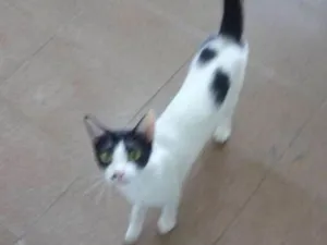 Gato raça Srd idade 1 ano nome Fêmea