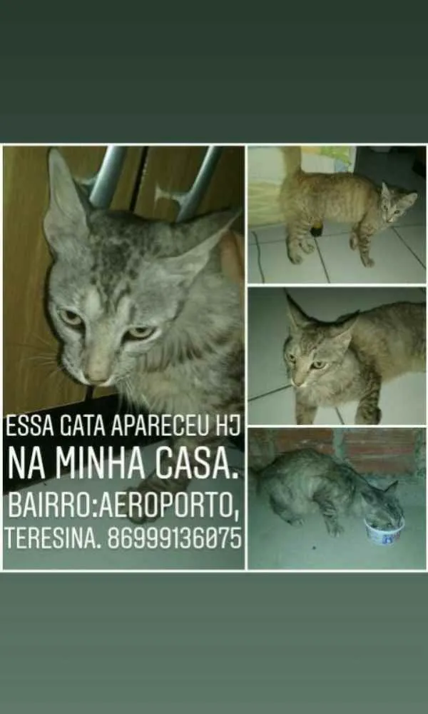 Gato ra a Branco com cinza idade 2 anos nome Nao sei