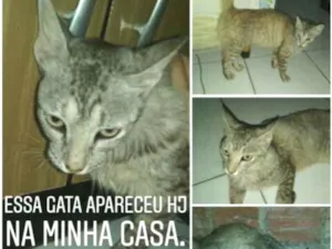 Gato raça Branco com cinza idade 2 anos nome Nao sei