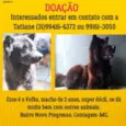 Fofão 