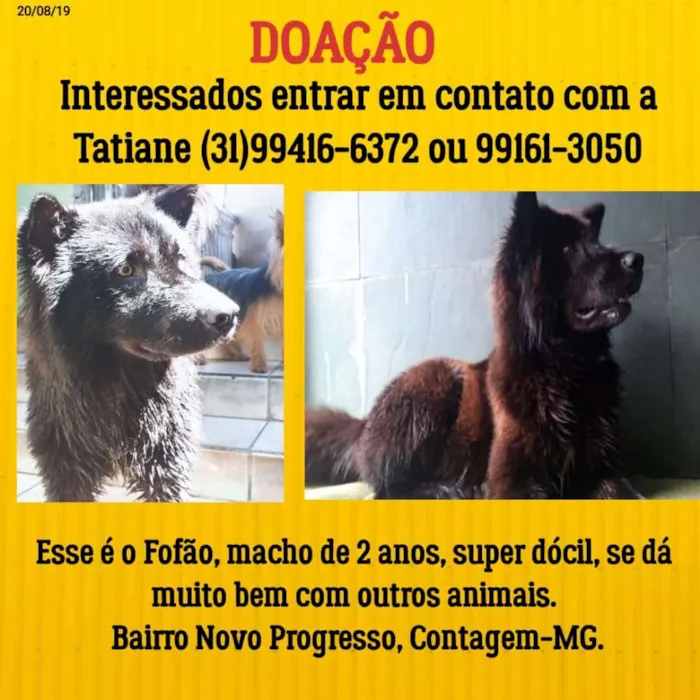 Cachorro raça Misto com chow chow idade 2 anos nome Fofão 