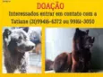 Fofão 