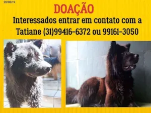 Cachorro raça Misto com chow chow idade 2 anos nome Fofão 