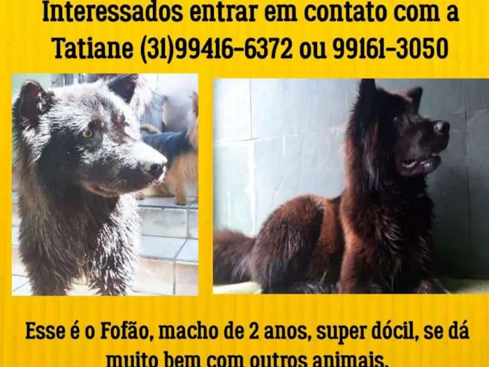 Cachorro raça Misto com chow chow idade 2 anos nome Fofão 