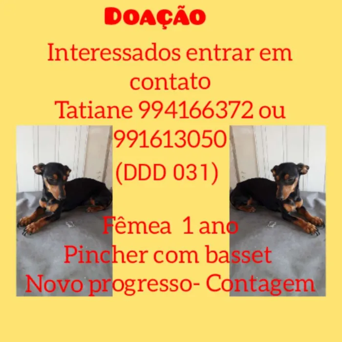 Cachorro raça Pincher com basset idade 1 ano nome Mary jane