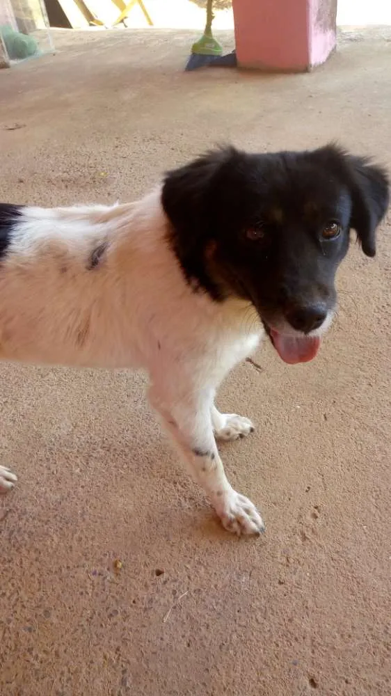 Cachorro raça SRD idade  nome Kissilla