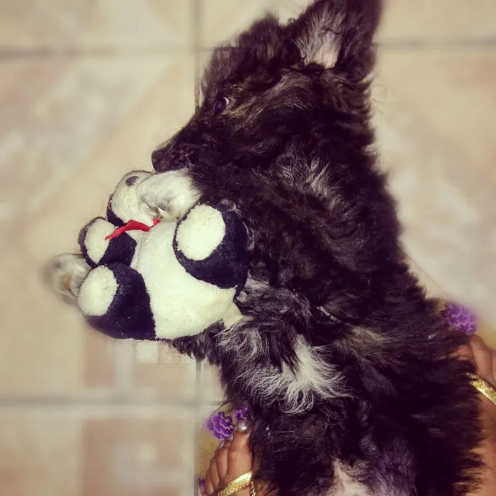Cachorro ra a Sem raça idade 2 a 6 meses nome Billy