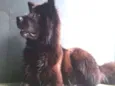 Fofão 