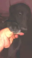 Bela