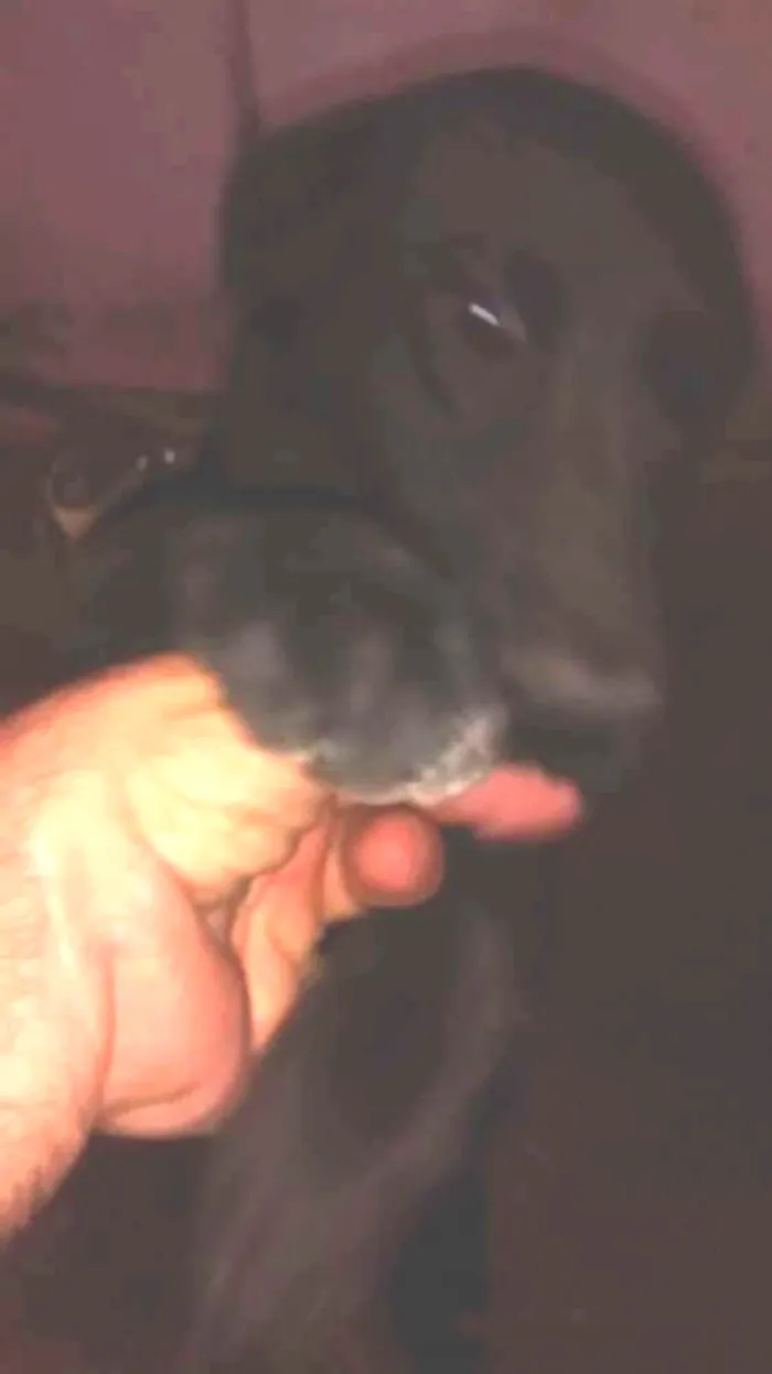 Cachorro raça Labrador idade 1 ano nome Bela