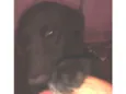 Bela