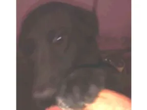 Cachorro raça Labrador idade 1 ano nome Bela