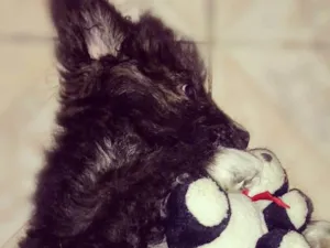 Cachorro raça Sem raça idade 2 a 6 meses nome Billy