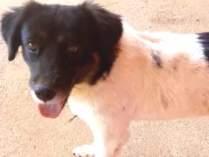 Cachorro raça SRD idade  nome Kissilla