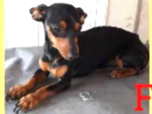 Cachorro raça Pincher com basset idade 1 ano nome Mary jane