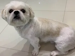 Cachorro raça Shitszu  idade 2 anos nome Brutus 