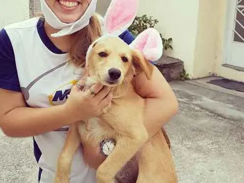 Cachorro ra a Vira lata idade 3 anos nome Lucy