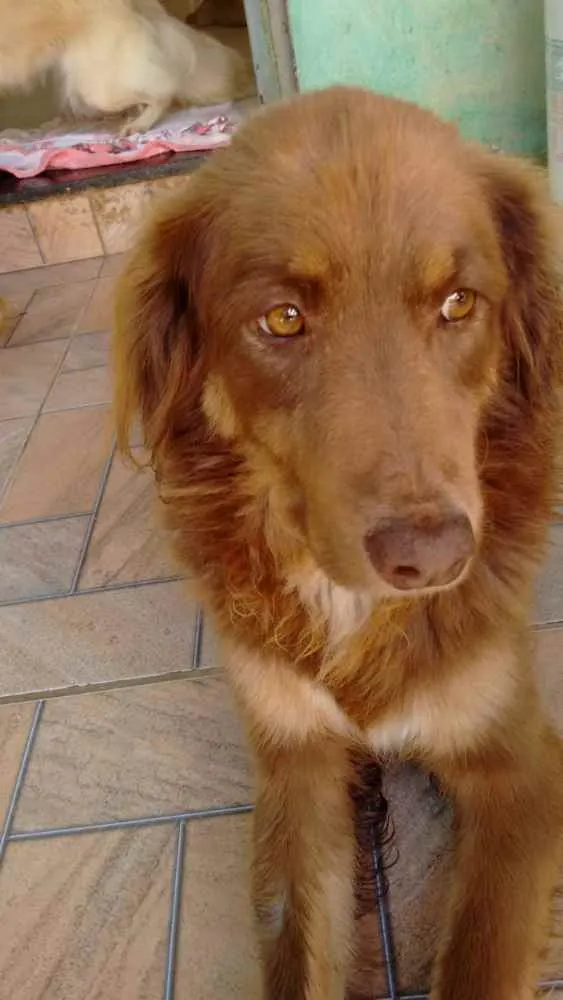Cachorro ra a Indefinida idade 1 ano nome Chocolate