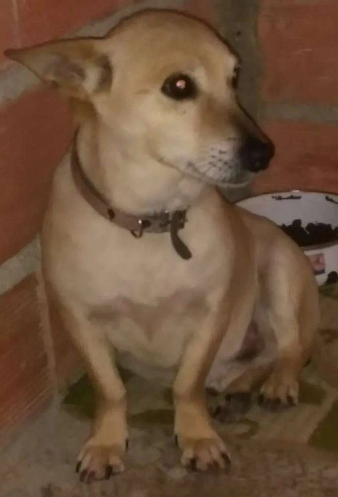 Cachorro ra a Vira lata idade 4 anos nome Fred