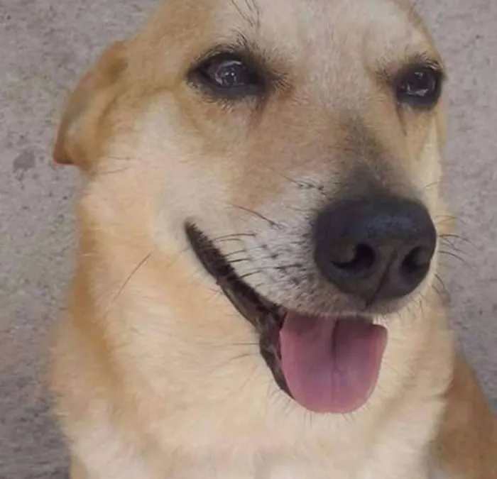 Cachorro ra a Vira lata idade 4 anos nome Fred