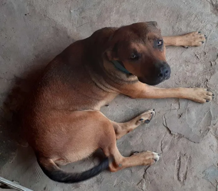 Cachorro raça Não sei  idade 1 ano nome Duquesa