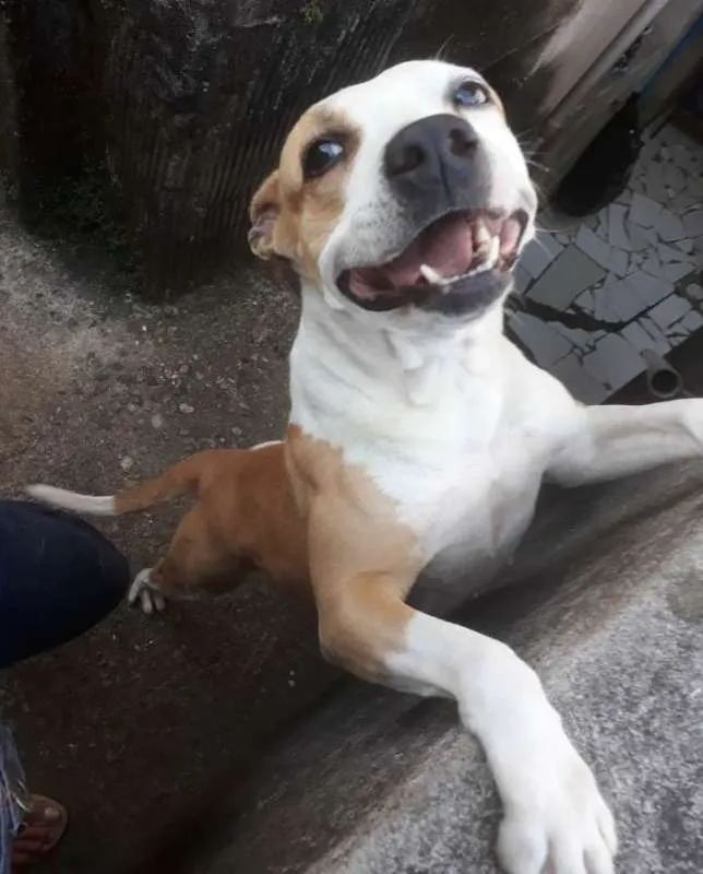 Cachorro ra a  idade 3 anos nome Pit