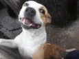 Pit