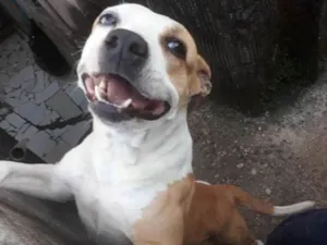 Cachorro raça  idade 3 anos nome Pit