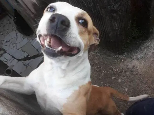Cachorro ra a  idade 3 anos nome Pit