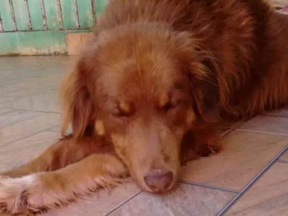 Cachorro ra a Indefinida idade 1 ano nome Chocolate