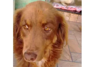 Cachorro raça Indefinida idade 1 ano nome Chocolate