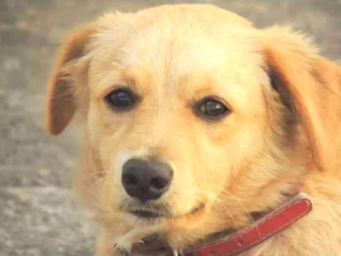 Cachorro ra a Vira lata idade 3 anos nome Lucy