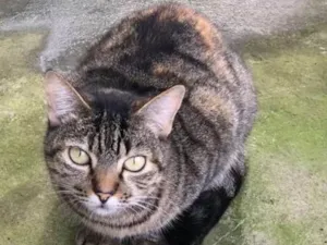 Cachorro raça SRD idade 3 anos nome Selina