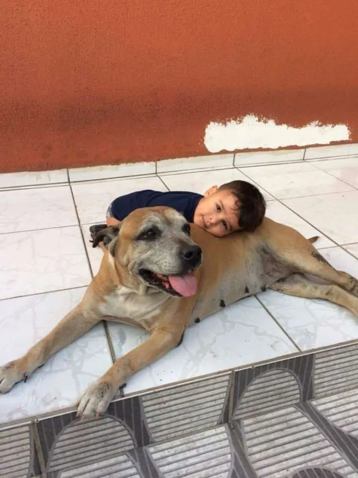 Cachorro ra a Pitbull idade 6 ou mais anos nome Pandora