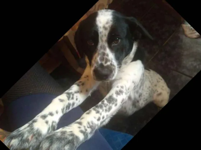 Cachorro ra a Vira lata idade 1 ano nome Não coloquei nome