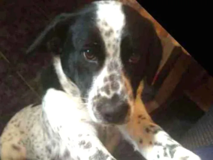 Cachorro ra a Vira lata idade 1 ano nome Não coloquei nome