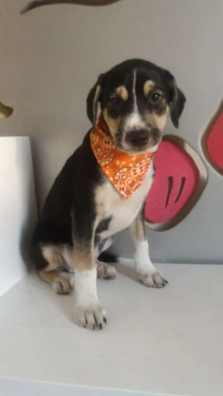 Cachorro ra a SRD idade 2 a 6 meses nome Sem nome